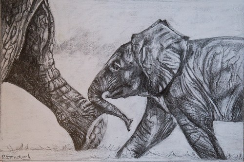Elefantes - Dibujos a grafito. Cynthia Bandurek