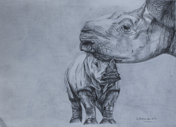 Dibujo de grafito. rinocerontes. Cynthia Bandurek