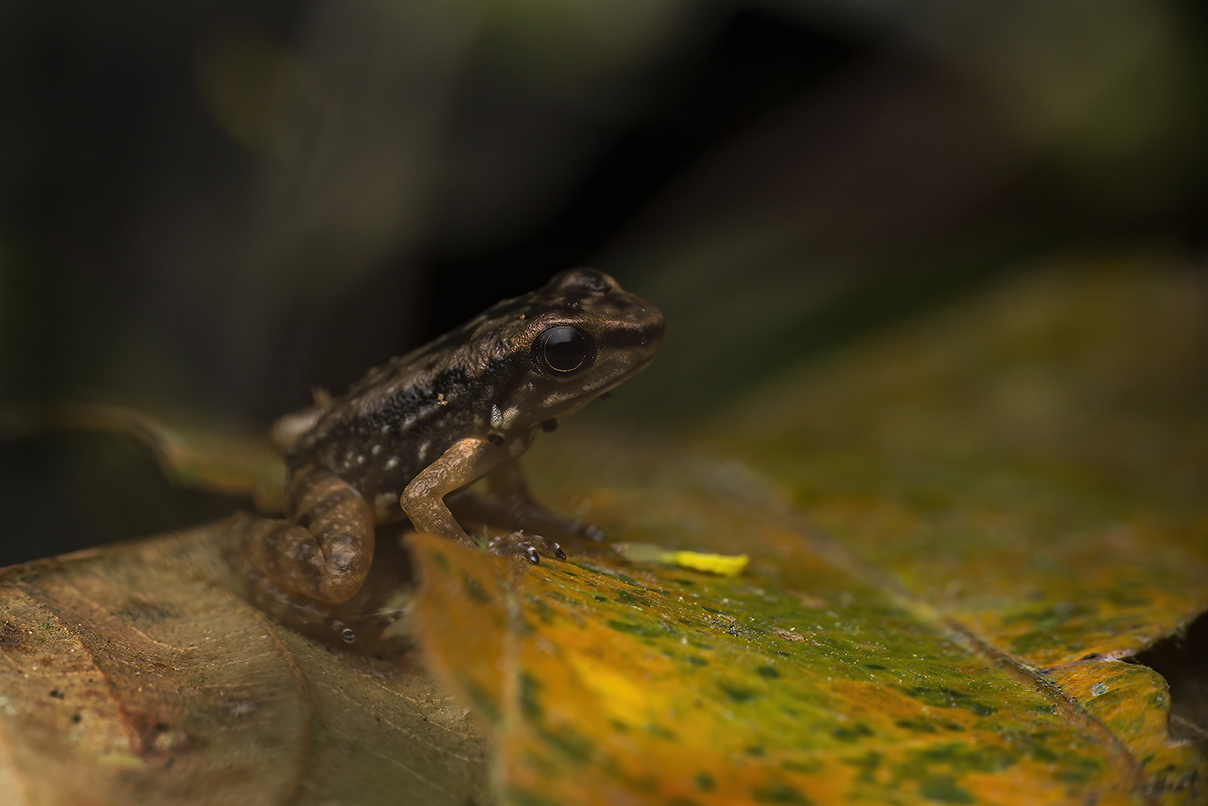 Frog. Dendrobatidae - Cynthia Bandurek