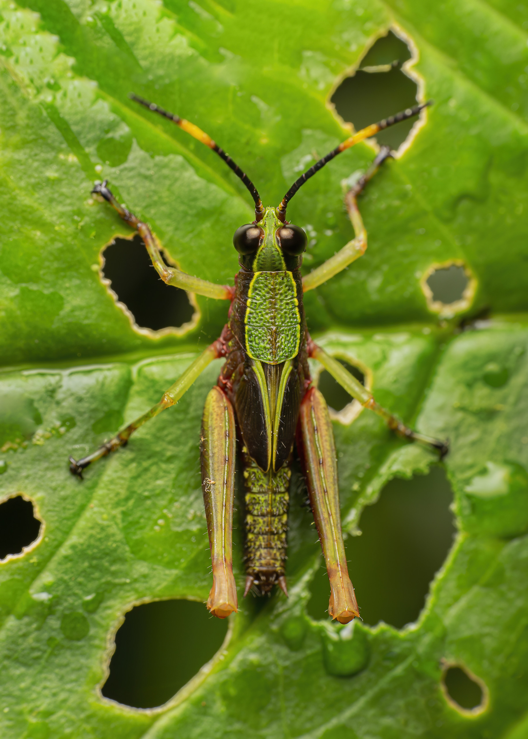 Grasshopper - Cynthia Bandurek