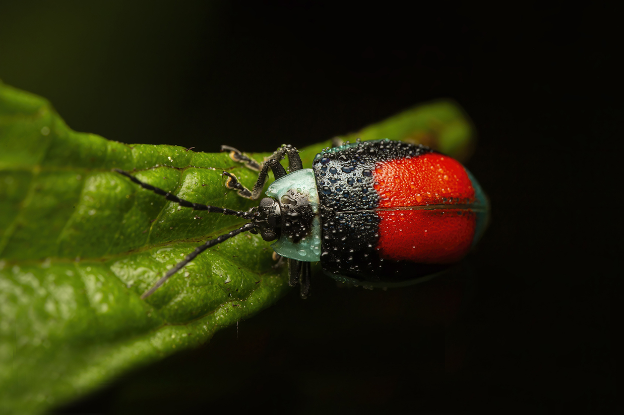 Escarabajo - Cynthia Bandurek