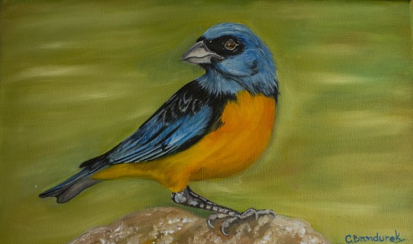 Naranjero. Pájaro. Pintura al óleo. Cynthia Bandurek