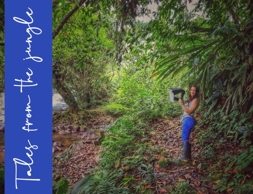 Tales from the jungle. The beginning