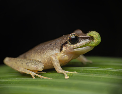 Hunting behaviors