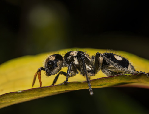 Mimicry