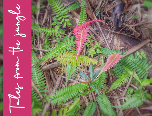 Adventures through the magical forest of Ecuador. Part 1