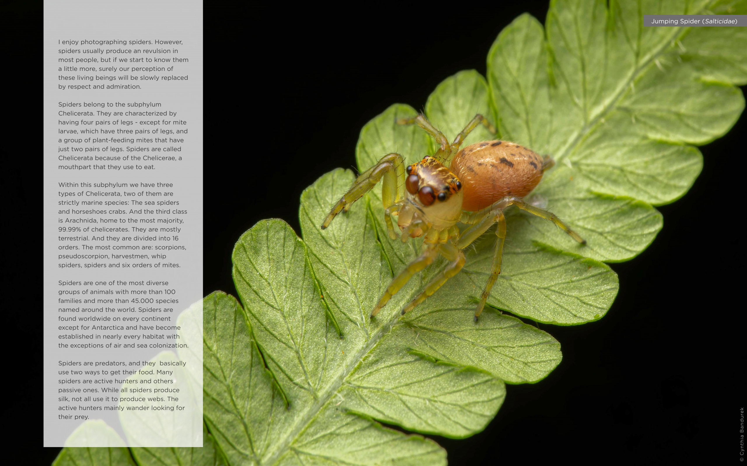 Spiders – Amazing World of Eight legged Animals - Paws Trails • Cynthia  Bandurek