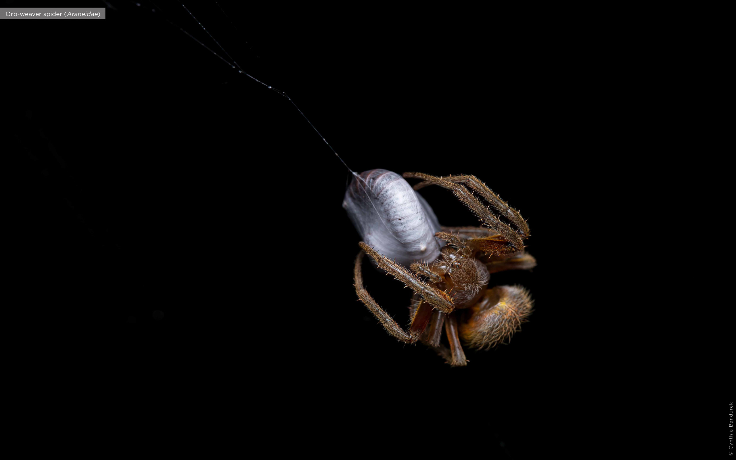 Spiders – Amazing World of Eight legged Animals - Paws Trails • Cynthia  Bandurek