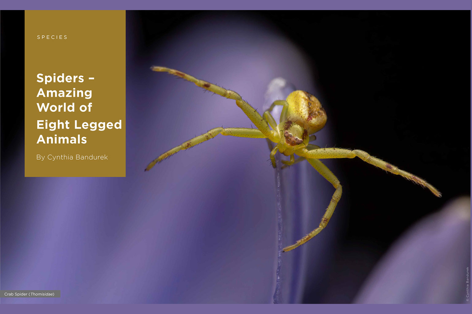 Spiders – Amazing World of Eight legged Animals – Paws Trails