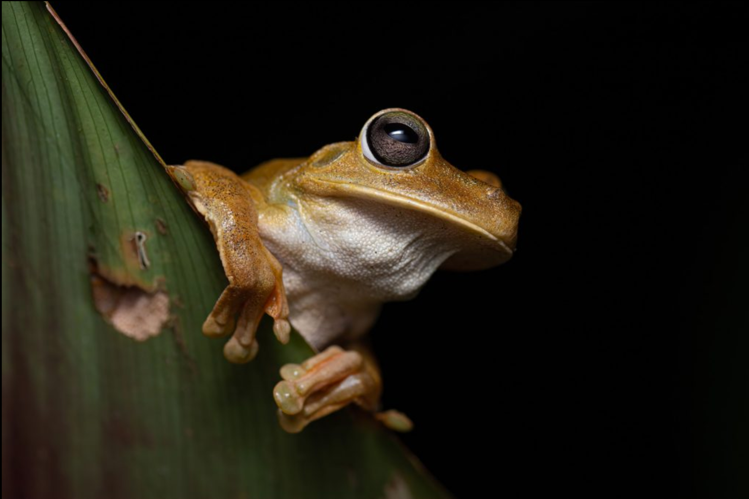 NatureTTL: How to photograph rainforest frogs