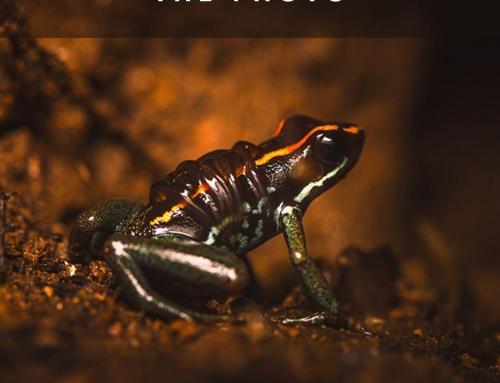 The story behind the photo: Golfo Dulce Poison Frog