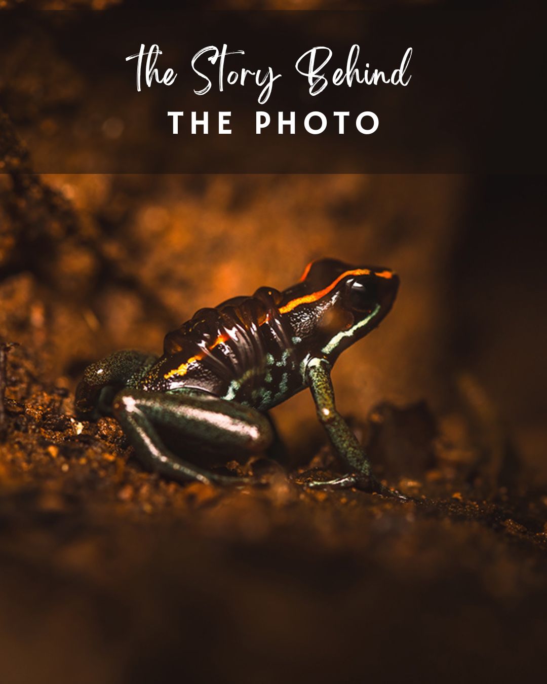 The story behind the photo: Golfo Dulce Poison Frog