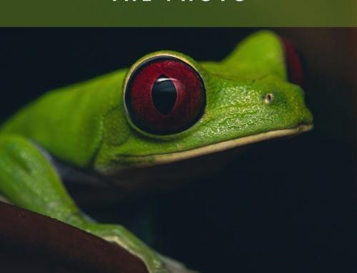The story behind the photo: The Red-Eyed Tree Frog