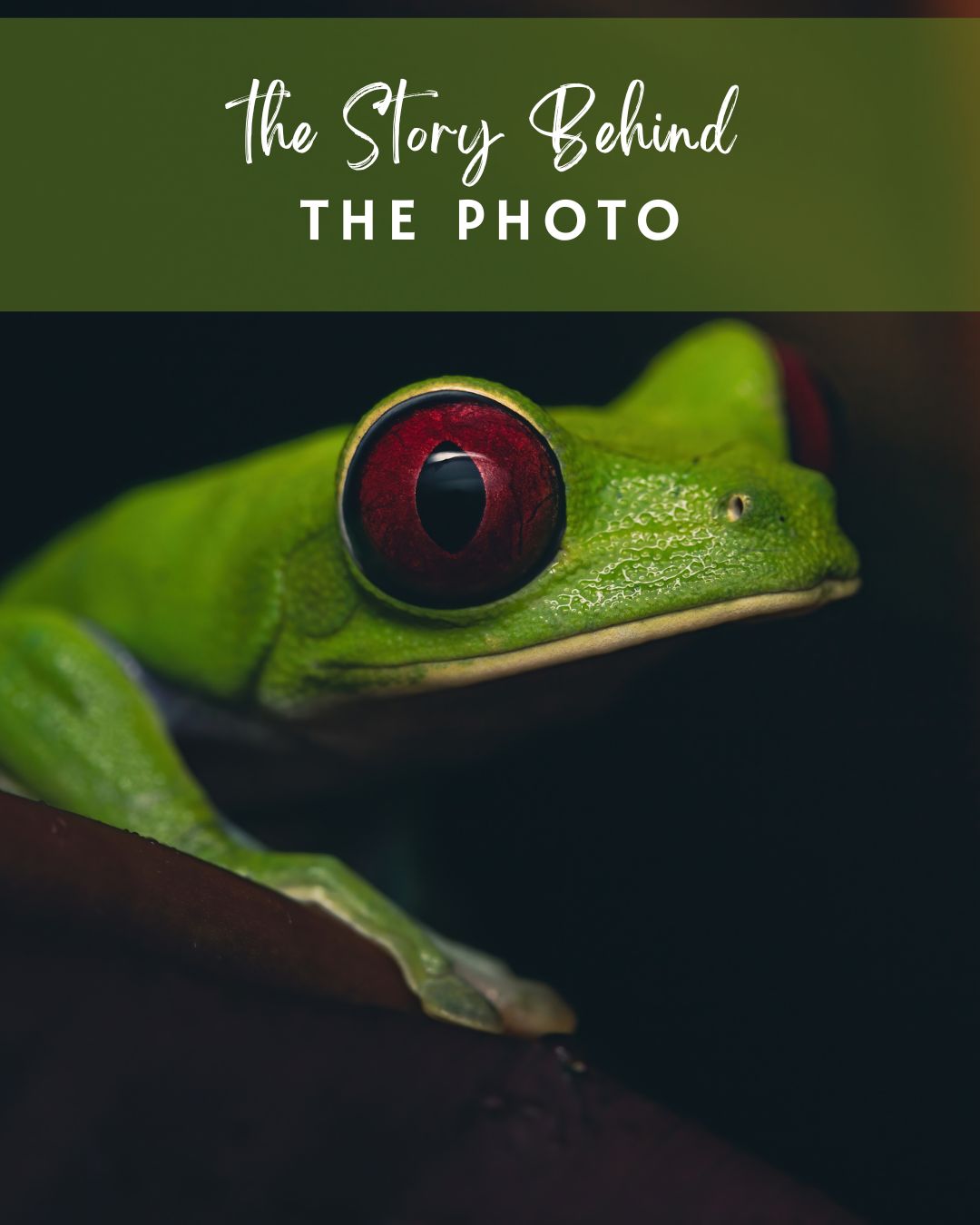 The story behind the photo: The Red-Eyed Tree Frog