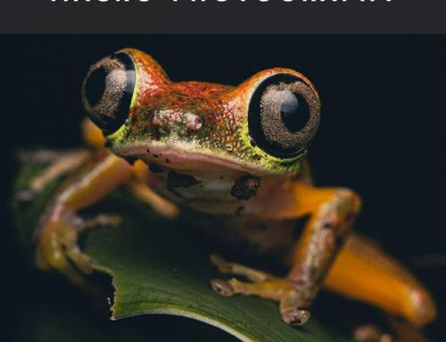 The Power of Perspective in Macro Photography