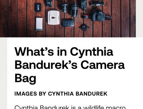 WildEye Magazine – Interview