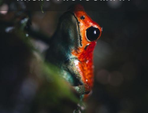 Crafting the Perfect Mood: Post-Processing in Macro Photography