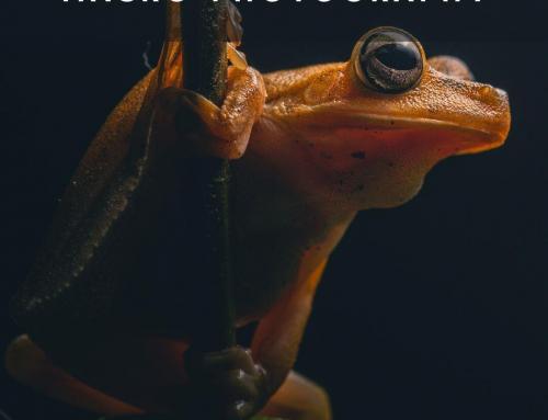 The Art of Light: Transforming Macro Photography with Off-Camera Flash