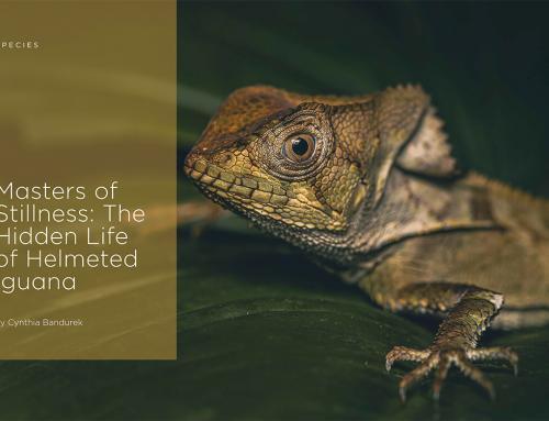 Masters of Stillness: The Hidden Life of Helmeted Iguana