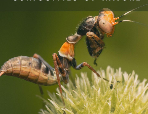 Masters of Deception: The Ant-Mimicking Acanthopidae Mantis