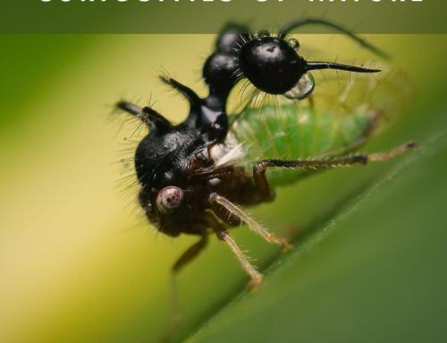 Masters of Deception: The Incredible Ant-Mimicking Treehopper (Cyphonia clavata)