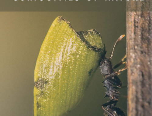 The Ants, the Fungus, and the Invisible War Beneath Our Feet