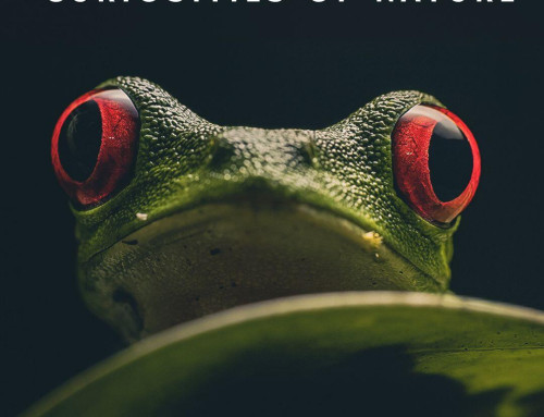 How to See the Unseeable: Training Your Eyes for the Jungle