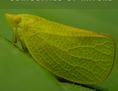 Tiny Lives, Giant Strategies