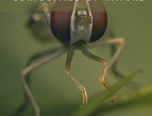 Nature’s Infinite Laboratory: How Insects Invented Before Humans Did