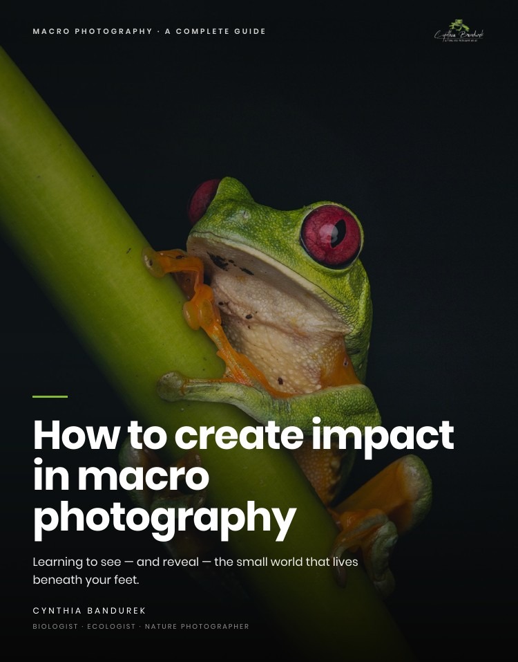 Portada how to create impact in macro