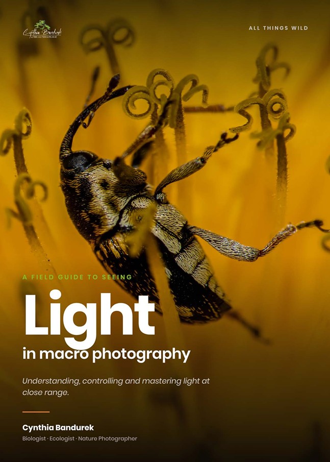 Light in Macro Photography
