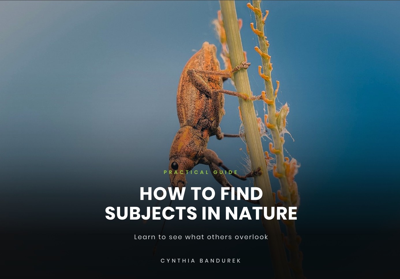 portada how to find