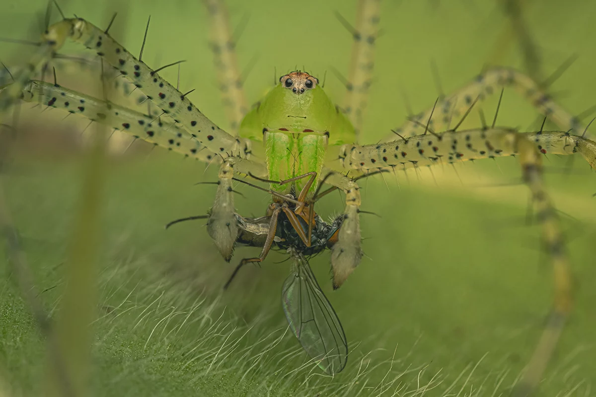 lynx spider cynthia bandurek