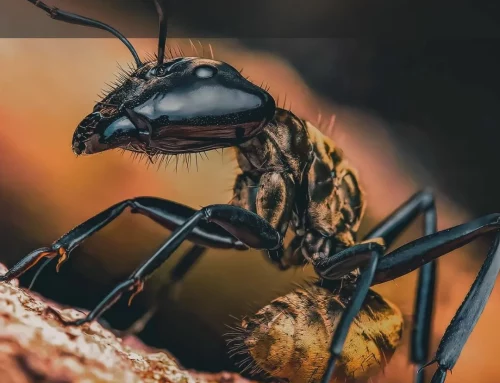 Why Evolution Keeps Surprising Me